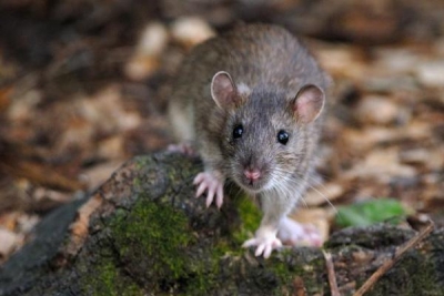 Die Ratte